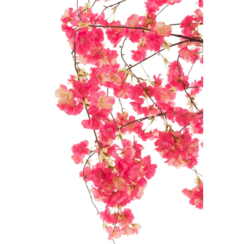 Cerisier Japon 180