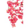 Cerisier Japon 180