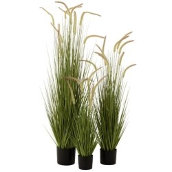 Herbes   Graminees En Pot Plastique