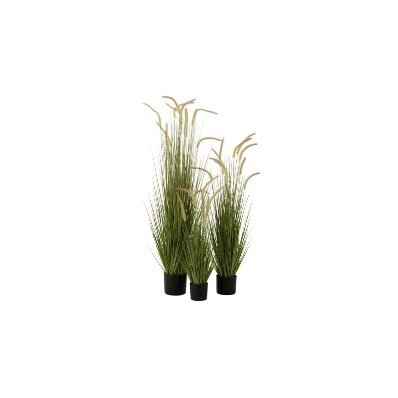 Herbes   Graminees En Pot Plastique