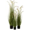 Herbes   Graminees En Pot Plastique