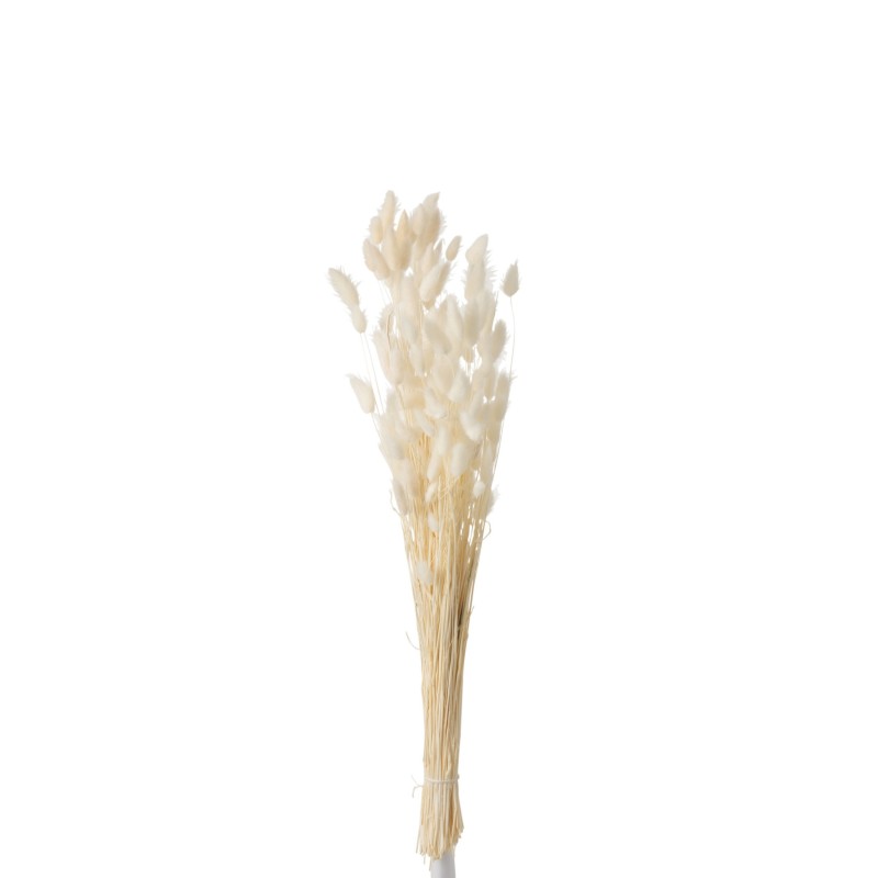 Bouquet Queue De Lievre Sechees