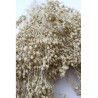 BROOM Bouquet seché Blanc