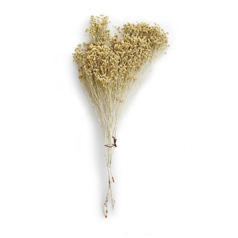 BROOM Bouquet seché Blanc