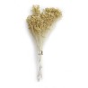 BROOM Bouquet seché Blanc