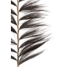 Branche Rayung Herbe Noir