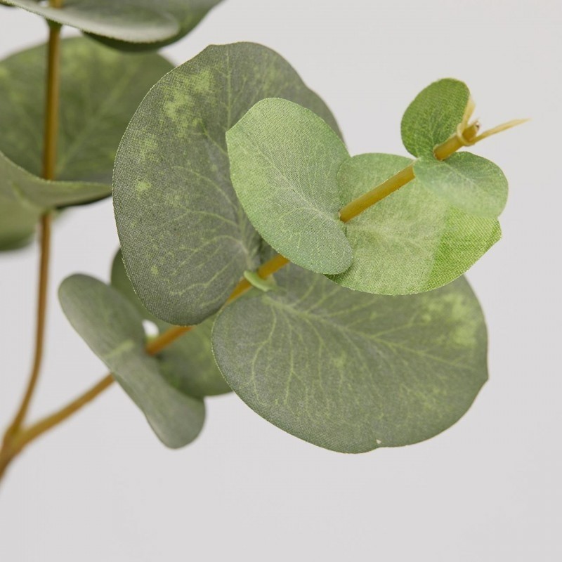 EUCALYPTO Branche eucalyptus