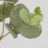 EUCALYPTO Branche eucalyptus