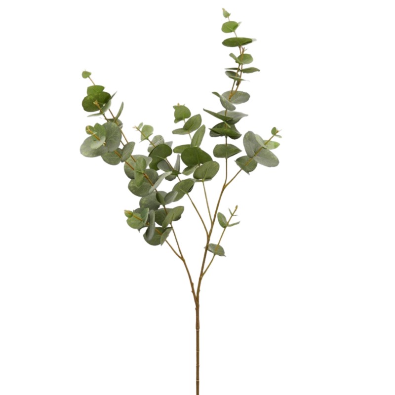 EUCALYPTO Branche eucalyptus