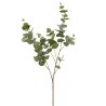 EUCALYPTO Branche eucalyptus