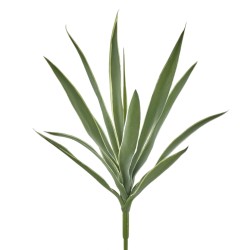 SANSEVERIA Tige 12 feuilles