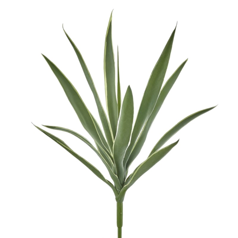SANSEVERIA Tige 12 feuilles