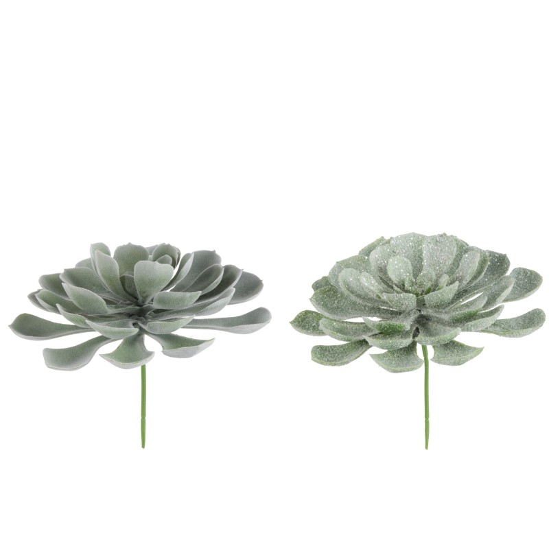 Succulente Peperomia Vert Clair