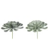 Succulente Peperomia Vert Clair