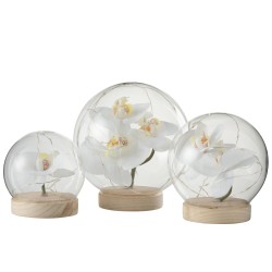 Orchidée boule lumineuse