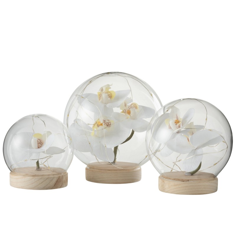 Orchidée boule lumineuse