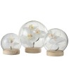 Orchidée boule lumineuse