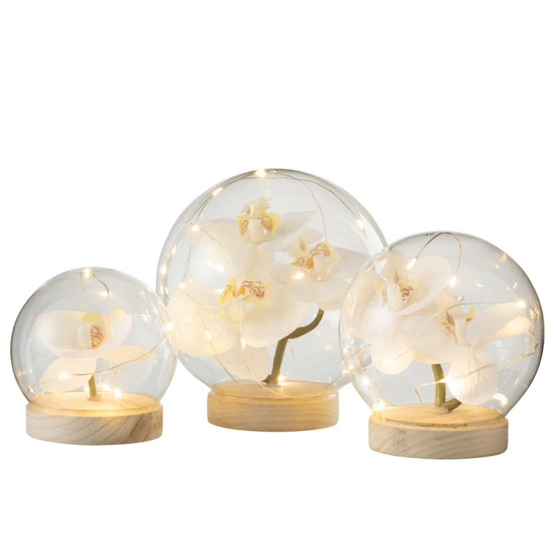 Orchidée boule lumineuse