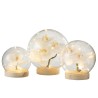 Orchidée boule lumineuse