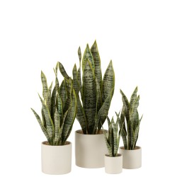 Pot plante sansevieria dite Langue de Belle-mère