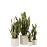 Pot plante sansevieria dite Langue de Belle-mère