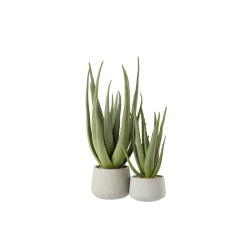 ALOE Vera en pot beton