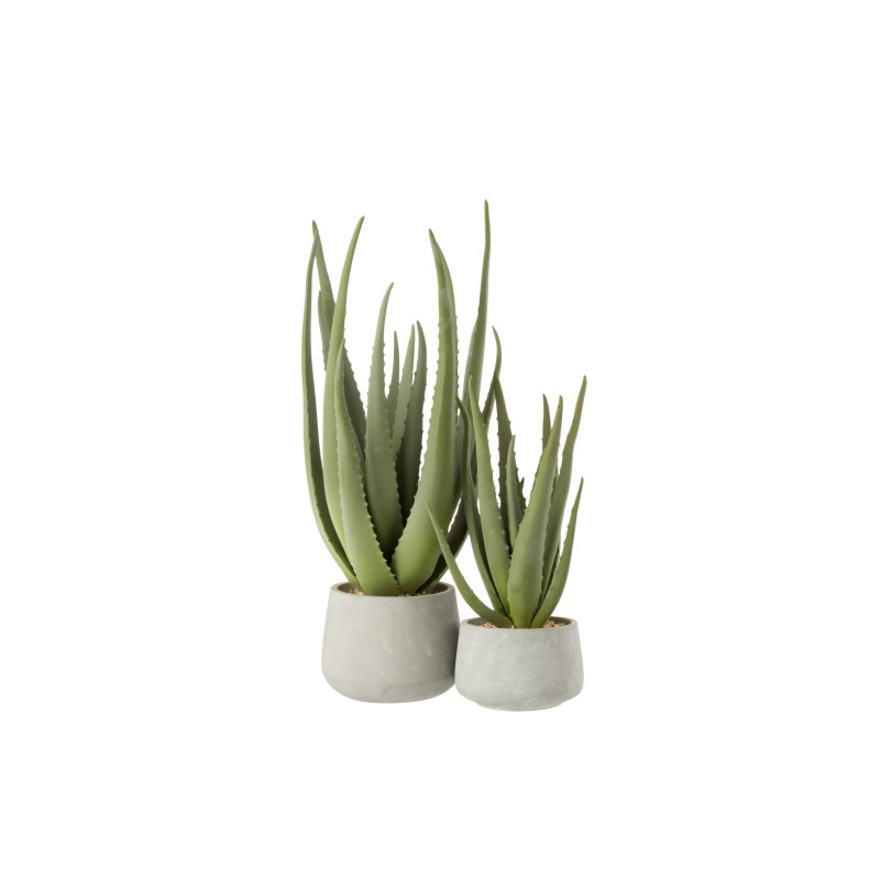 ALOE Vera en pot beton