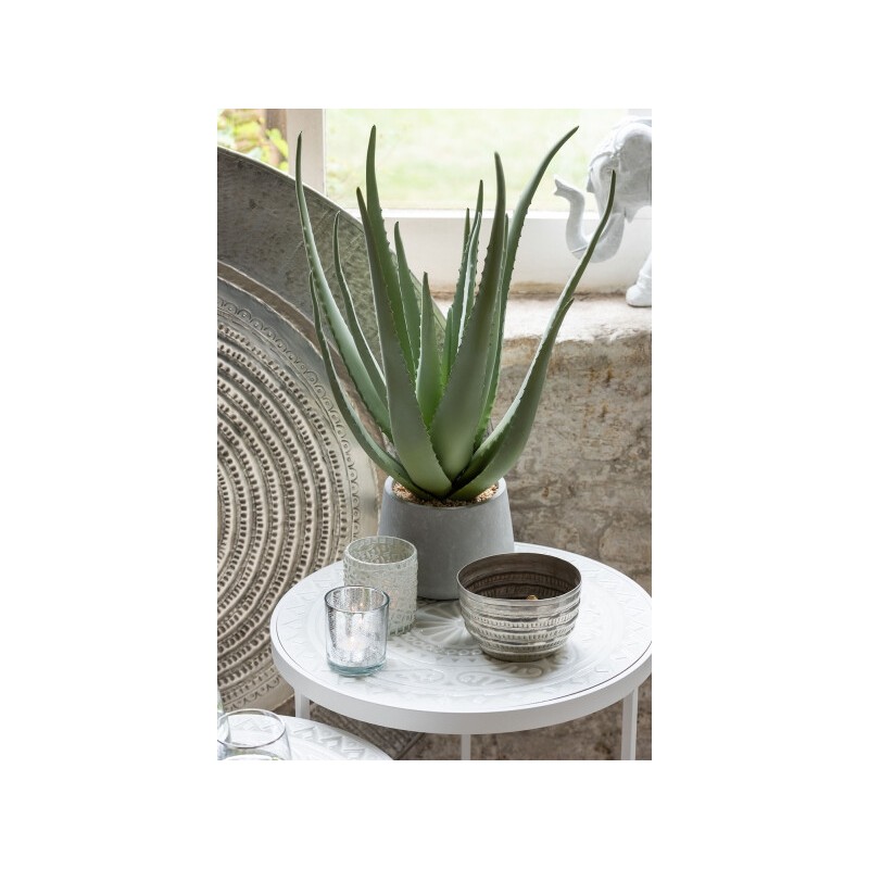 ALOE Vera en pot beton