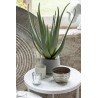 ALOE Vera en pot beton