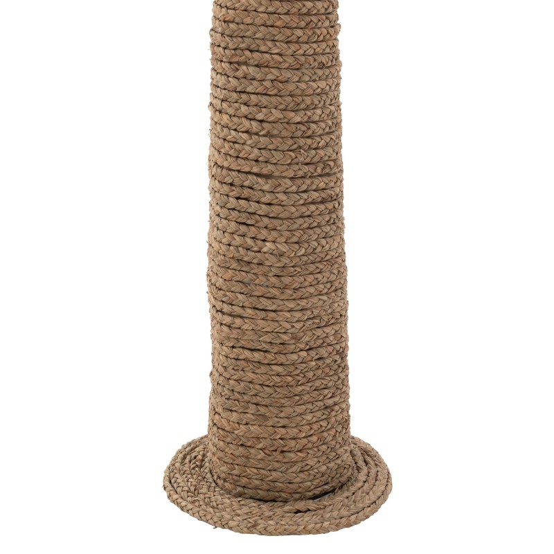 Palmier en Zostere