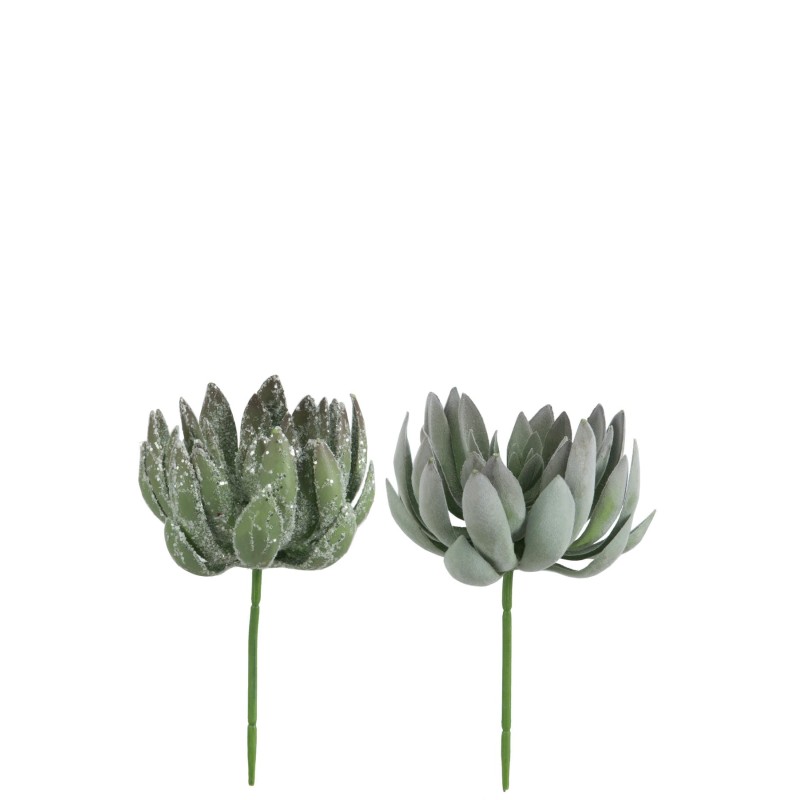 ARTI Plantes grasses