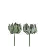 ARTI Plantes grasses