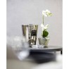 Platinum BAOBAB Collection Exclusives