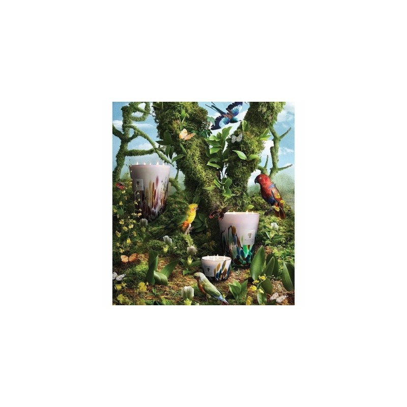 AMAZONIA BAOBAB Collection Rainforest