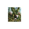 AMAZONIA BAOBAB Collection Rainforest