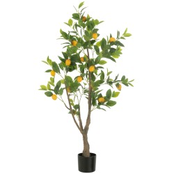 Citronnier en pot XL