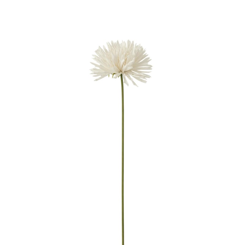 Chrysantheme en tige