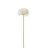 Chrysantheme en tige