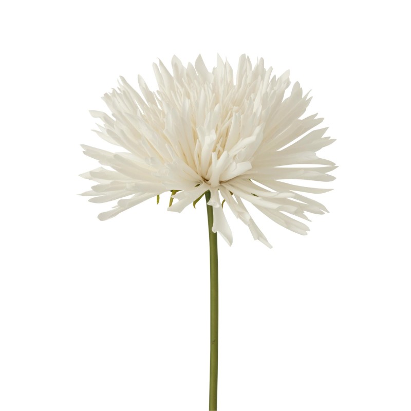 Chrysantheme en tige