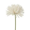 Chrysantheme en tige