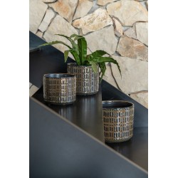 Langue de Belle mère en terre