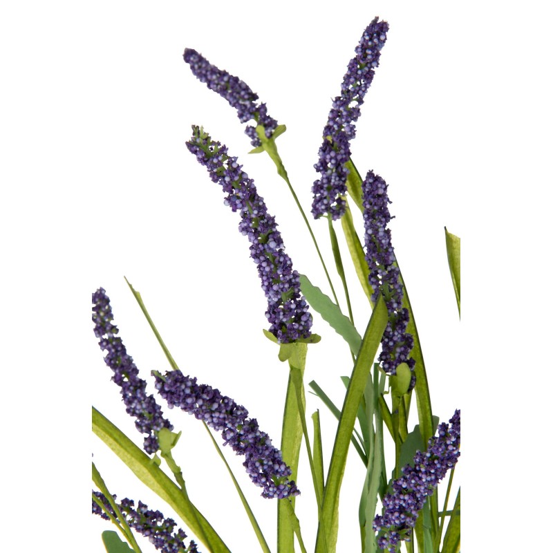 Lavande en Tige 53