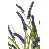Lavande en Tige 53