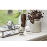 Chat Hoptimist chat blanc