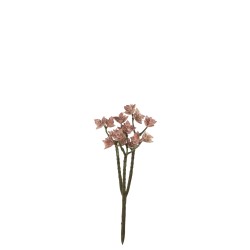 Eleonore Plante Grasse Vieux Rose