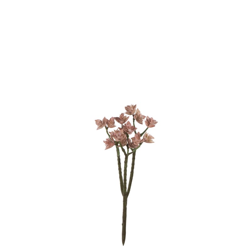 Eleonore Plante Grasse Vieux Rose