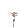 Eleonore Plante Grasse Vieux Rose