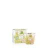 MIAMI Bougie My First Baobab MFB