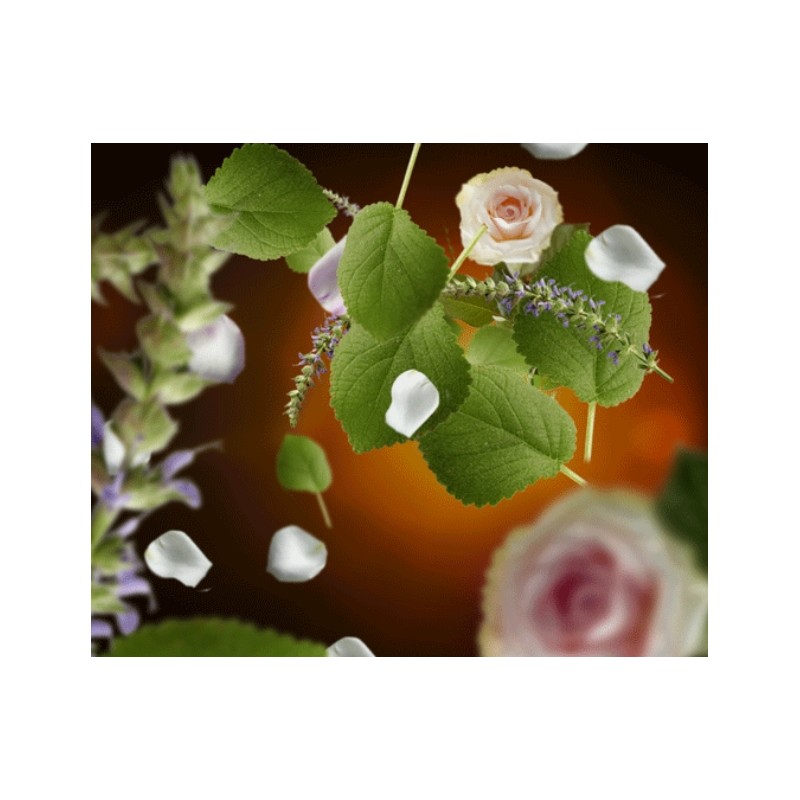 Esprit de Patchouli - Recharge Lampe Berger