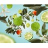 Eclatante Bergamote - Recharge Lampe Berger